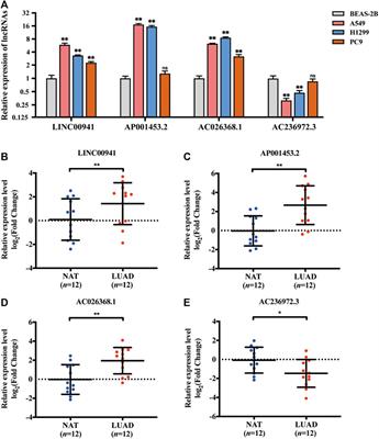 Construction of a Novel Prognostic Signature in Lung Adenocarcinoma Based on Necroptosis-Related lncRNAs